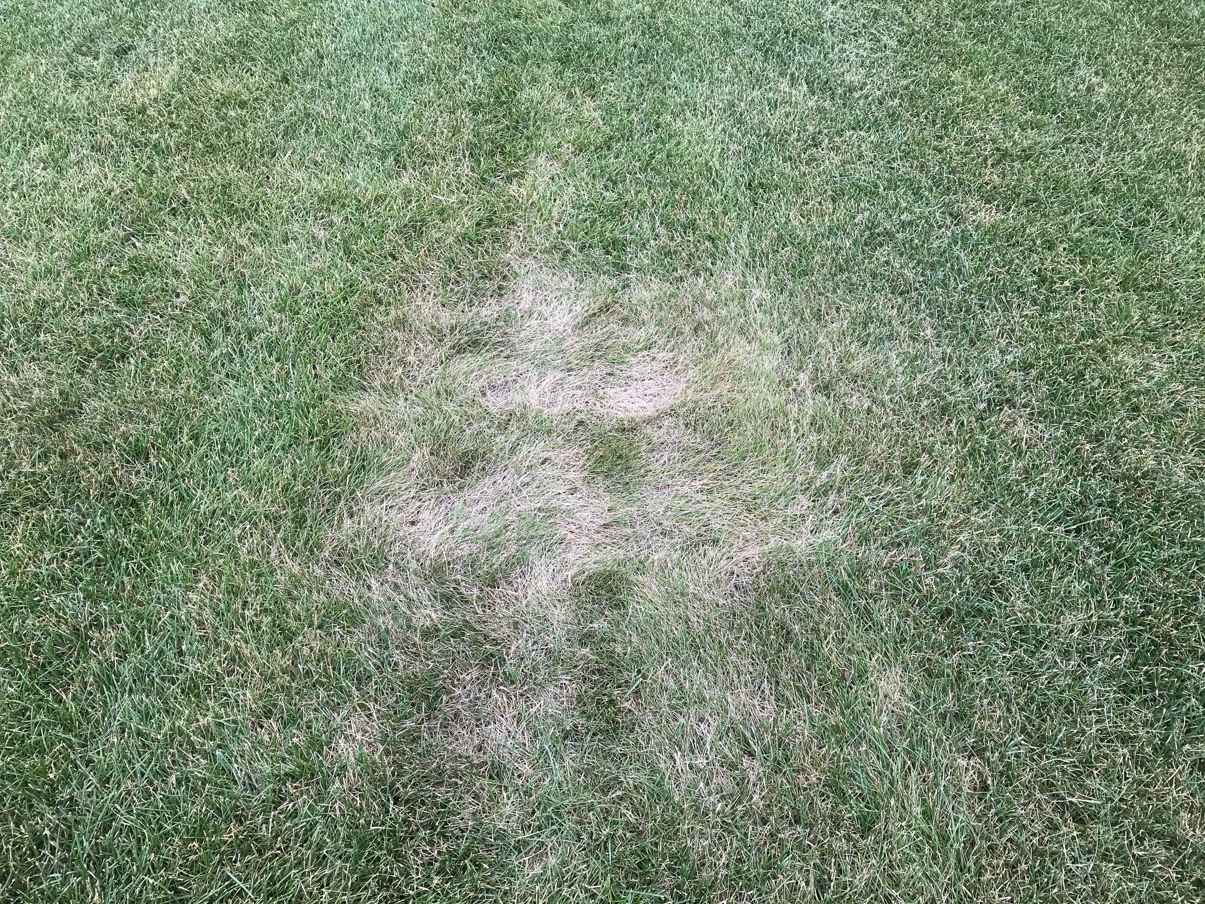 Fine leaf fescue in Kentucky bluegrass lawn